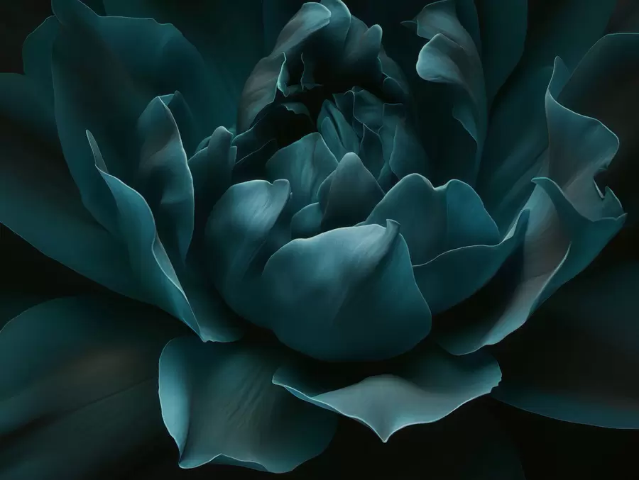 Fototapety Šepot okvetných lístkov w05040