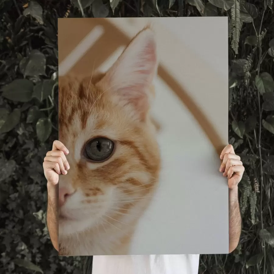 Obraz Fotografia vašej mačky na plátne s47220