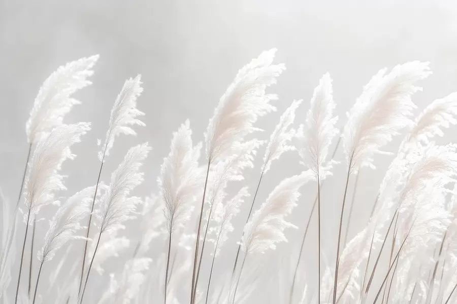 Fototapety Mäkká biela tráva pampas v jemnom rannom svetle w09717