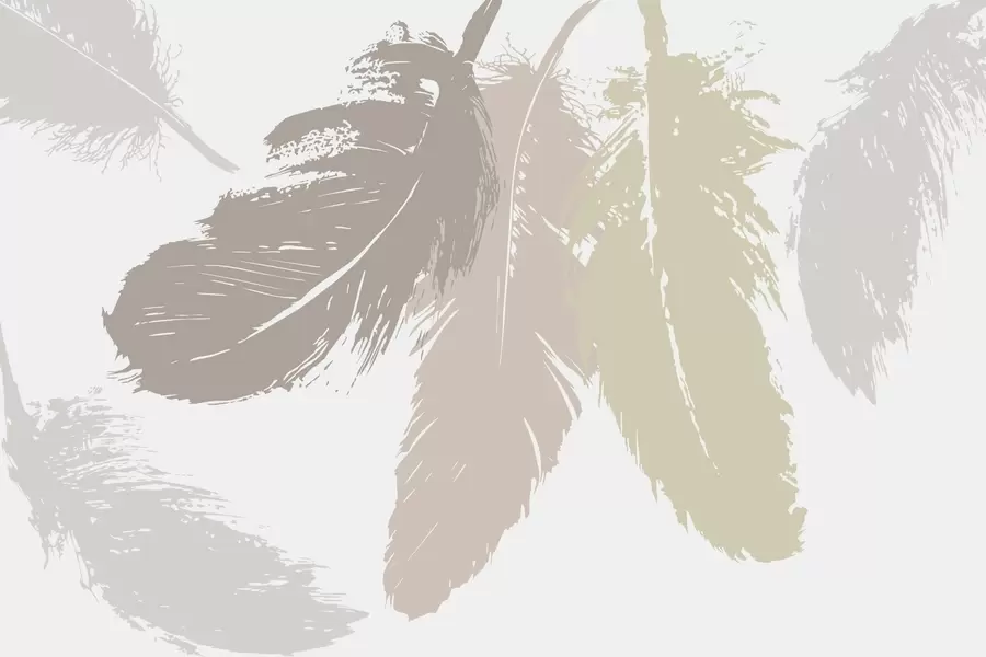 Fototapety Perie w05549