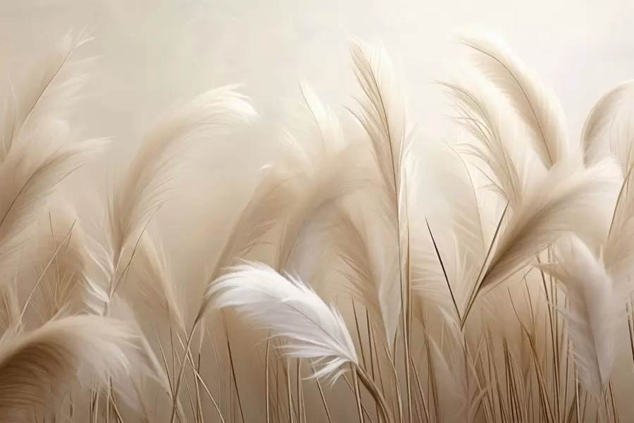 Fototapety Pampasová tráva w05716