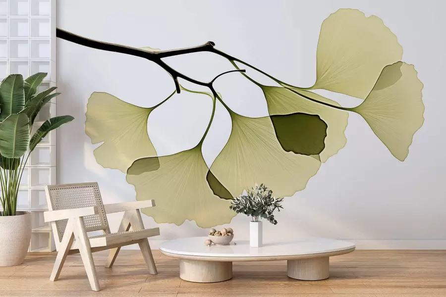 Fototapety Listy ginkga v tvare vejára w09968