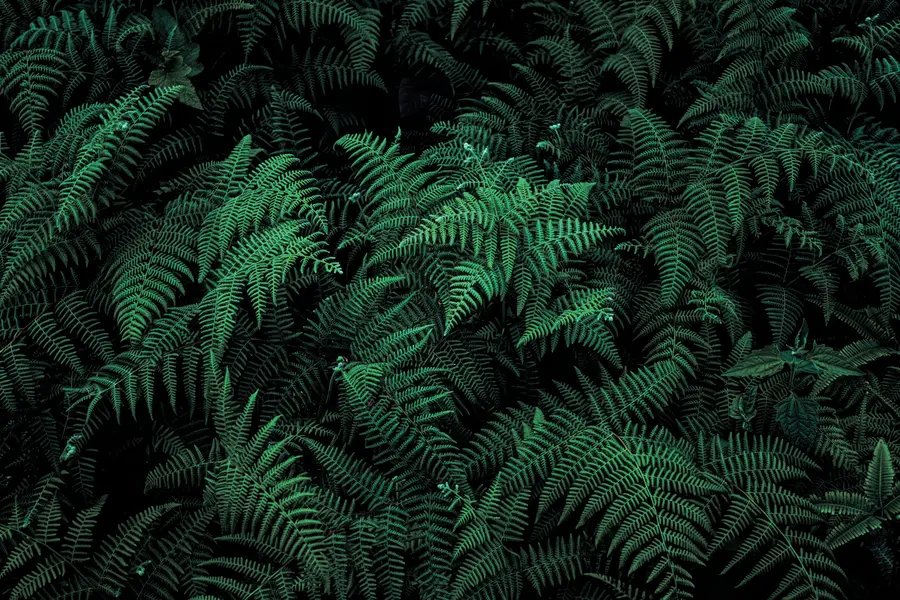Fototapety Fern u73636