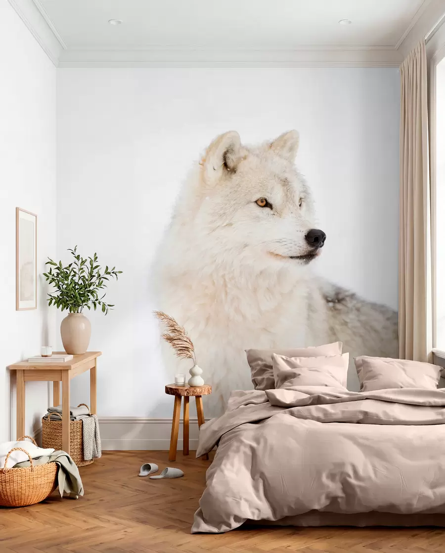 Fototapety Arktický vlk na bielom pozadí u98189